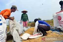 Mentan tegaskan produksi beras nasional surplus 3,7 juta ton di Oktober