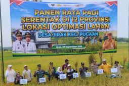 Petani Tabalong kembangkan varietas lokal Siam Madu di lahan lebak