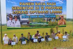 Kalsel kemarin dari bedah rumah hingga varietas Siam Madu