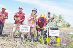 BRMP Rawa dampingi petani optimalisasi rawa nasional