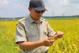 BRMP Jambi targetkan 80 ton  benih sumber padi