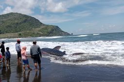 Seekor hiu tutul terdampar di Pantai Pancer Jember