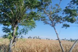 Wali Kota Parepare targetkan produksi jagung  capai 10 ton per hektare