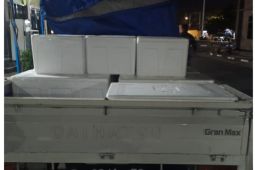 TNI AL sita 85.000 benih lobster ilegal diduga akan diselundupkan