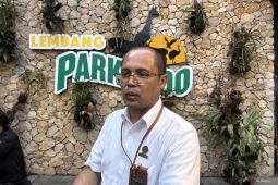 Update macan tutul lepas dari Lembang Park Zoo: di hutan lindung Tangkuban Parahu