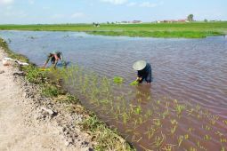 TNI bantu petani olah lahan 14,5 hektar di Katingan Kuala