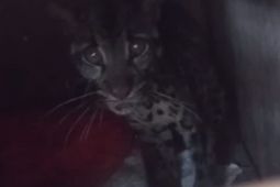 BBTNKS Seksi Wilayah I  Kerinci lepasliarkan Macan Dahan