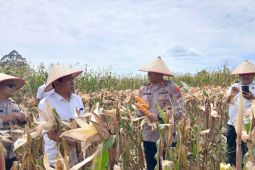 Polres Humbahas gelar panen raya jagung , dukung program ketahanan pangan