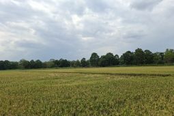 PLN Lampung sebut 4.251 lokasi telah terima "electrifying agriculture"