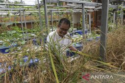 Inovasi budi daya padi dengan metode hidroponik