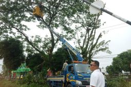 Belitung pangkas dan rapikan pohon rawan tumbang