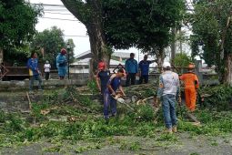 BPBD Belitung ingatkan waspada pohon tumbang akibat anomali cuaca