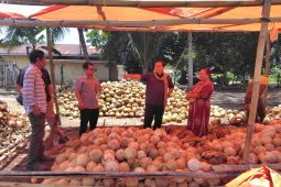 Ombudsman RI nilai industri kelapa Gorontalo