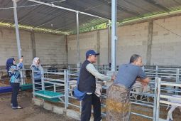 Pemkab Probolinggo fasilitasi pengawasan hewan impor dari Australia