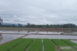 Mukomuko targetkan semua sawah ditanam padi September