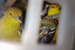 Karantina Lampung sita 282 burung di Bakauheni tanpa dokumen resmi