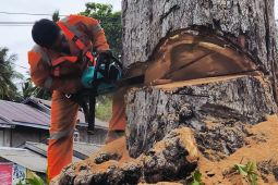 Pemkab Natuna tebang pohon berusia ratusan tahun demi keselamatan warga