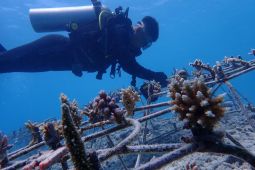 KKP rehabilitasi terumbu karang ekosistem perairan Pulau Pieh Sumbar