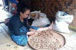 Kencur dan jahe jadi unggulan ekonomi masyarakat Badui