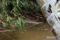 BPBD Mukomuko imbau warga waspada ancaman buaya