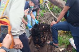 Kerangka manusia dalam pohon aren tunggu hasil DNA