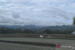 Beras Sulteng surplus 131.881 ton dalam sembilan bulan terakhir