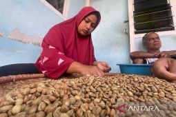 Produksi kopi di Kuningan capai 1.217 ton hingga September 2025