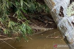 BKSDA Mukomuko koordinasi dengan desa soal permintaan penanganan buaya