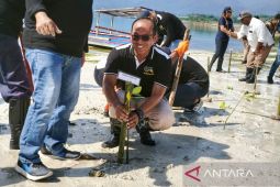 UPBU Rendani Manokwari tanam ratusan mangrove peringati Hari Perhubungan