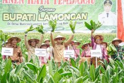 Lamongan panen raya tembakau di tengah tantangan iklim kemarau basah