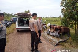 Seorang petani di Bangka Selatan tewas diterkam buaya