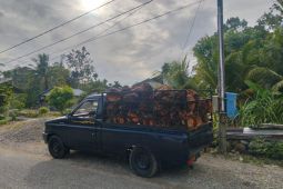 Apkasindo: Pabrik sawit di Abdya abaikan harga resmi pemerintah