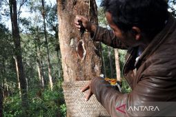 Luhut bantah isu kepemilikan Toba Pulp Lestari