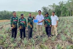 PT Timah salurkan ribuan bibit nanas  bantu petani Kundur