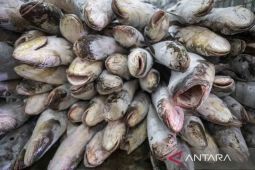 KKP  siapkan regulasi permudah perizinan berusaha perikanan