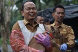 Pemkot  Bangka Tengah tingkatkan populasi sapi wujudkan swasembada daging