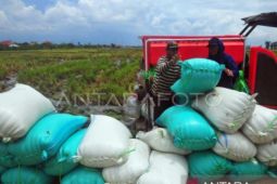 Petani Tapanuli Selatan keluhkan harga GKP di bawah HPP