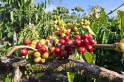 Pemprov Lampung: Budidaya kopi sistem pagar dapat tingkatkan produksi