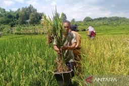 Hari tani nasional serta momentum reforma agraria, hilirisasi, dan lumbung pangan
