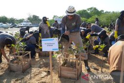 PLN tanam 6.000 mangrove untuk pelestarian lingkungan
