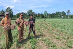 Program TJSL PLN berikan dampak ekonomi bagi petani Lampoko Barru