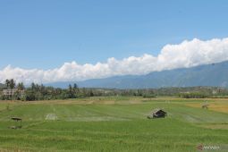 Sigi pastikan tambah luasan cetak sawah baru pada  2026