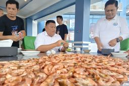 Babel bidik ekspor udang ke Arab Saudi