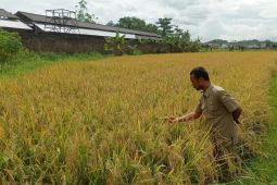 Pemkab Lebak optimistis benih Inpari 32 realisasikan swasembada pangan