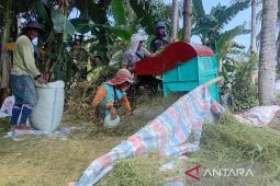 Bulog Sumut serap gabah petani 33.456 ton  hingga 21 September 2025