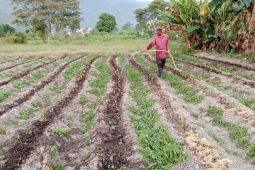 Manfaat MBG mulai  dirasakan petani dan siswa di Kayong Utara