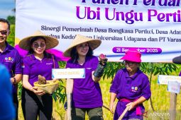 Ketua TP PKK Badung ajak masyarakat manfaatkan potensi ubi ungu