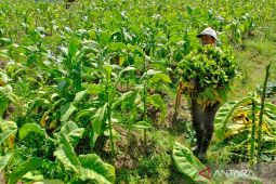 Lombok Barat targetkan penanaman 500 hektare tembakau di 2026