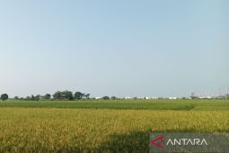 Pemkab Indramayu optimalkan perlindungan petani lewat program AUTP