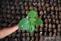 FOTO - Pemerintah dukung hilirisasi komoditas nilam